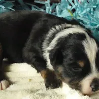 Lil star BTM, a male Toy Australian Shepherd for sale in Portland, OR – Photo 2 of 2