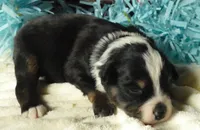 processed/d5d73fbf-a9b3-4b51-a8de-491caa86f1d3/listing/5a33638c-5962-41c3-a477-f5552447280a/c702fd73-e390-4e44-8564-729984338854