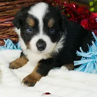 Lil star BTM, a male Toy Australian Shepherd for sale in Portland, OR – Photo 1 of 2