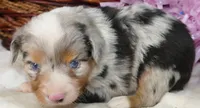 Lil trixeyblue bmf2, a female Toy Australian Shepherd for sale in Portland, OR – 3 of 3