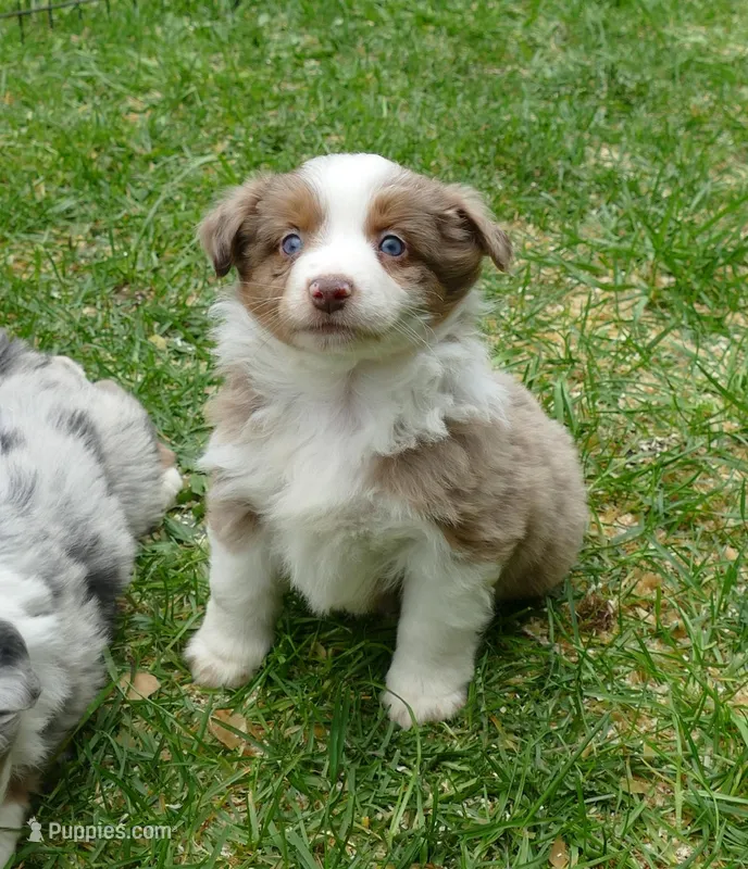 mistyblue rmm – Miniature Australian Shepherd puppy for sale in Portland, OR