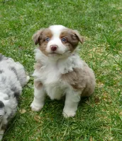 mistyblue rmm, a male Miniature Australian Shepherd for sale in Portland, OR – Photo 3 of 4