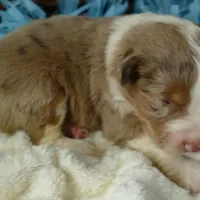 mistyblue rmm, a male Miniature Australian Shepherd for sale in Portland, OR – Photo 2 of 4