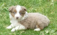 mistyblue rmm, a male Miniature Australian Shepherd for sale in Portland, OR – Photo 4 of 4