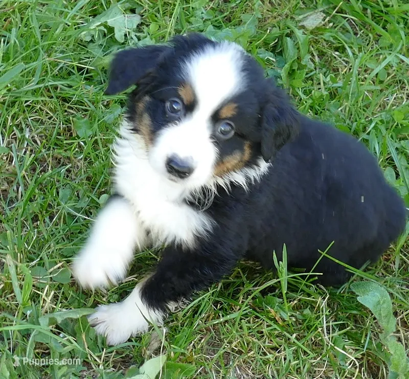 FR ROSE BTM – Toy Australian Shepherd puppy for sale in Portland, OR