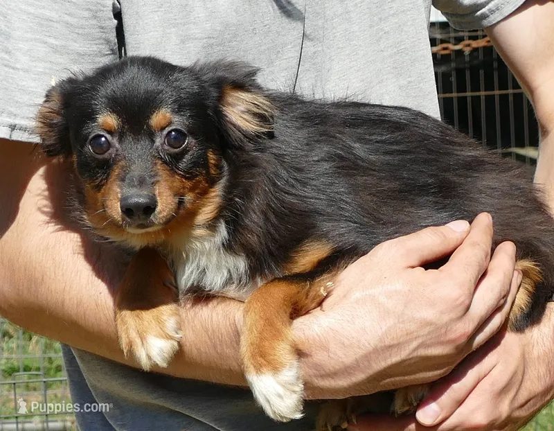 Lil Dustyrose BTM2 – Toy Australian Shepherd puppy for sale in Portland, OR