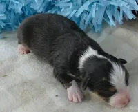 Lil Starb BTM2, a male Toy Australian Shepherd for sale in Portland, OR – 2 of 3