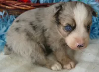 Grace-ci Belle BMMF1, a male Miniature Australian Shepherd for sale in Portland, OR – 2 of 3