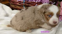 Mistyblue red merle female 1 , a female Miniature Australian Shepherd for sale in Portland, OR – 2 of 4