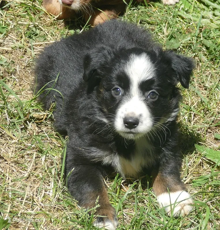 Rustybelle BTM2 – Miniature Australian Shepherd puppy for sale in Portland, OR