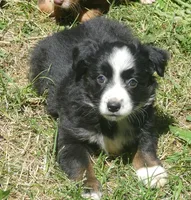 Rustybelle BTM2, a male Miniature Australian Shepherd for sale in Portland, OR – 1 of 2