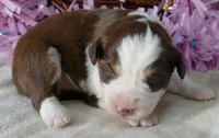 FR-Daisey RTF1, a female Toy Australian Shepherd for sale in Portland, OR – 3 of 3