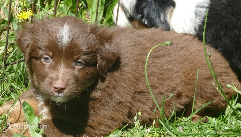 Rustybelle RTM2 – Miniature Australian Shepherd puppy for sale in Portland, OR