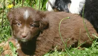 Rustybelle RTM2, a male Miniature Australian Shepherd for sale in Portland, OR – 1 of 2