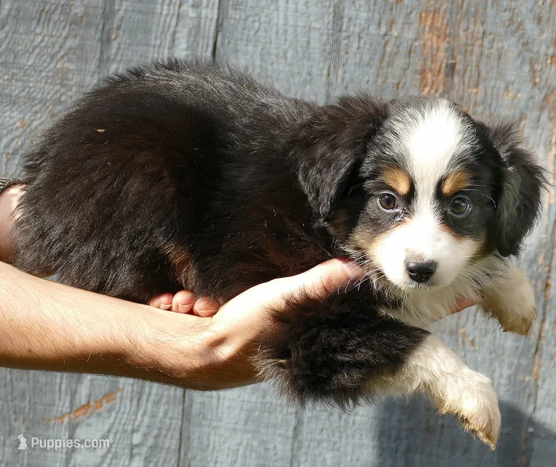 Lil Starb btm1 – Toy Australian Shepherd puppy for sale in Portland, OR