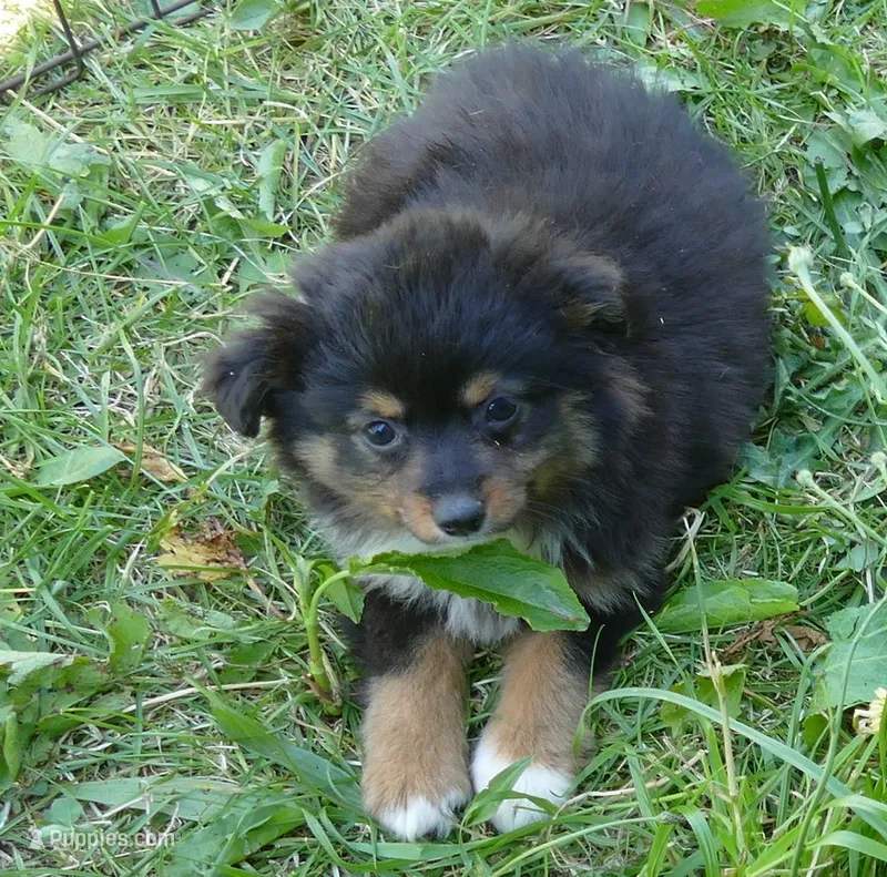 Lil Dustyrose BTM2 – Toy Australian Shepherd puppy for sale in Portland, OR