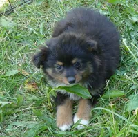 Lil Dustyrose BTM2, a male Toy Australian Shepherd for sale in Portland, OR – 1 of 3