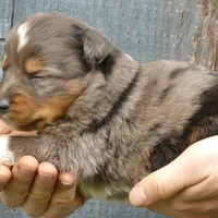 Daisey BMM1, a male Miniature Australian Shepherd for sale in Portland, OR – Photo 2 of 2
