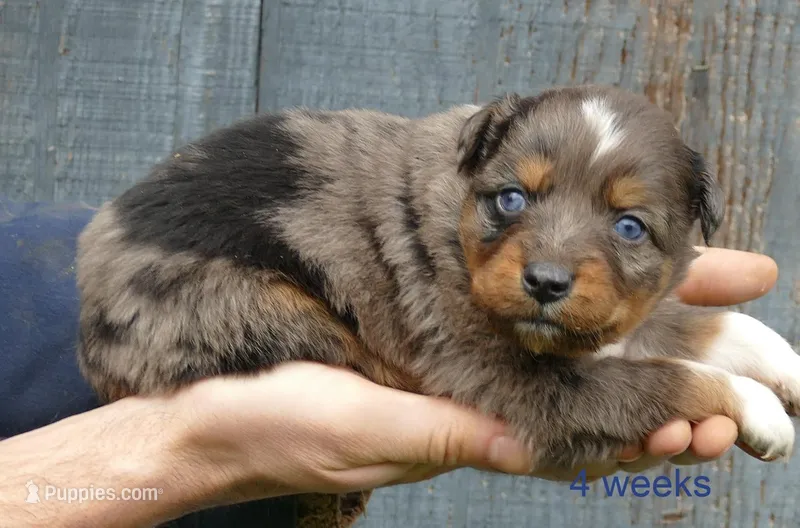Daisey BMM1, a male Miniature Australian Shepherd for sale in Portland, OR – Photo 1 of 2