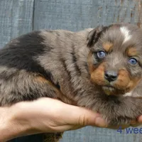 Daisey BMM1, a male Miniature Australian Shepherd for sale in Portland, OR – Photo 1 of 2