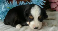 Lil Starb btm1, a male Toy Australian Shepherd for sale in Portland, OR – 2 of 2