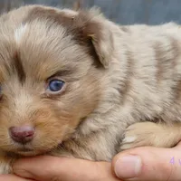 daisey rmf, a female Miniature Australian Shepherd for sale in Portland, OR – Photo 2 of 2