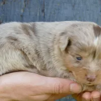 daisey rmf, a female Miniature Australian Shepherd for sale in Portland, OR – Photo 1 of 2