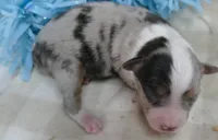 Lil Starb BMM1, a male Toy Australian Shepherd for sale in Portland, OR – 3 of 3