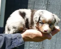 Lil trixeyblue bmf2, a female Toy Australian Shepherd for sale in Portland, OR – 2 of 3