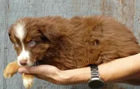 Rustybellle RTM1, a male Miniature Australian Shepherd for sale in Portland, OR – Photo 2 of 2