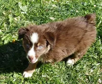 Rustybellle RTM1, a male Miniature Australian Shepherd for sale in Portland, OR – Photo 1 of 2