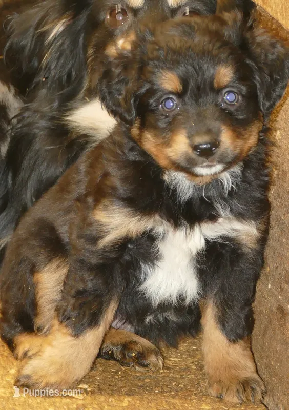 Lil starnight btm3 – Toy Australian Shepherd puppy for sale in Portland, OR