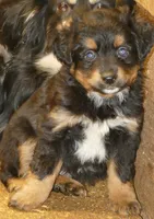 Lil starnight btm3, a male Toy Australian Shepherd for sale in Portland, OR – 2 of 5