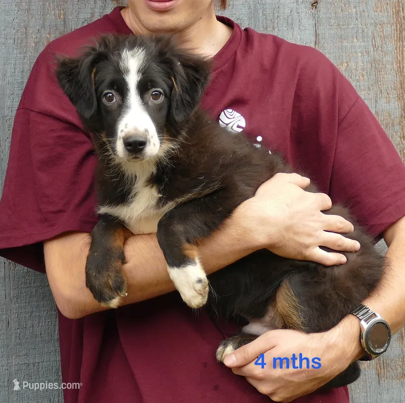 Rustybelle BTM2 – Miniature Australian Shepherd puppy for sale in Portland, OR