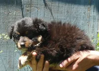 Lil Dustyrose BTM2, a male Toy Australian Shepherd for sale in Portland, OR – 3 of 3
