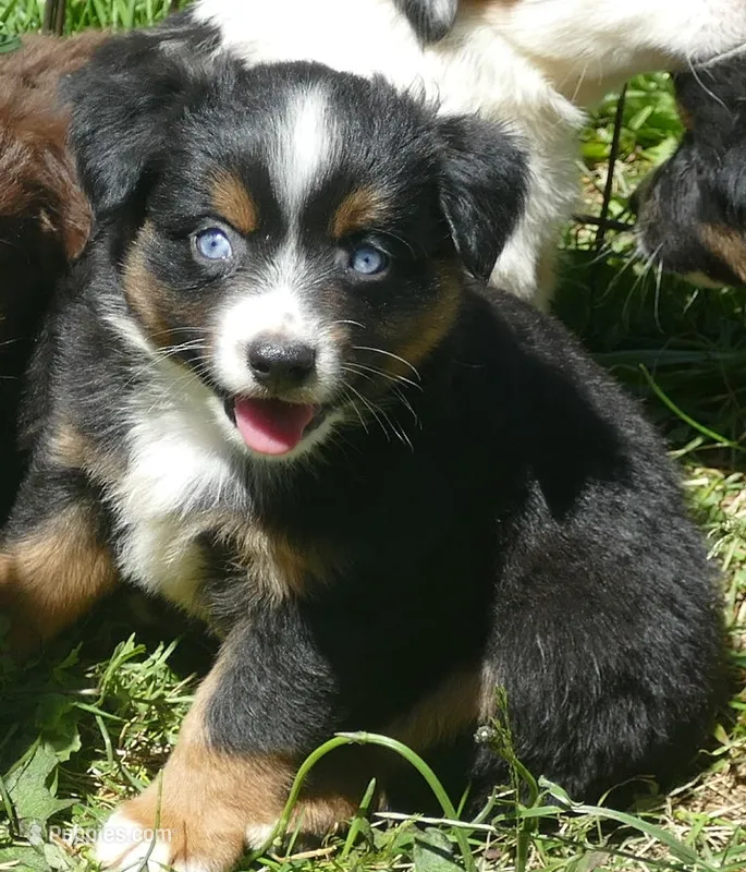Rustybelle BTM3 – Miniature Australian Shepherd puppy for sale in Portland, OR