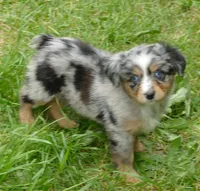 FR rose BMF1, a female Miniature Australian Shepherd for sale in Portland, OR – 3 of 5