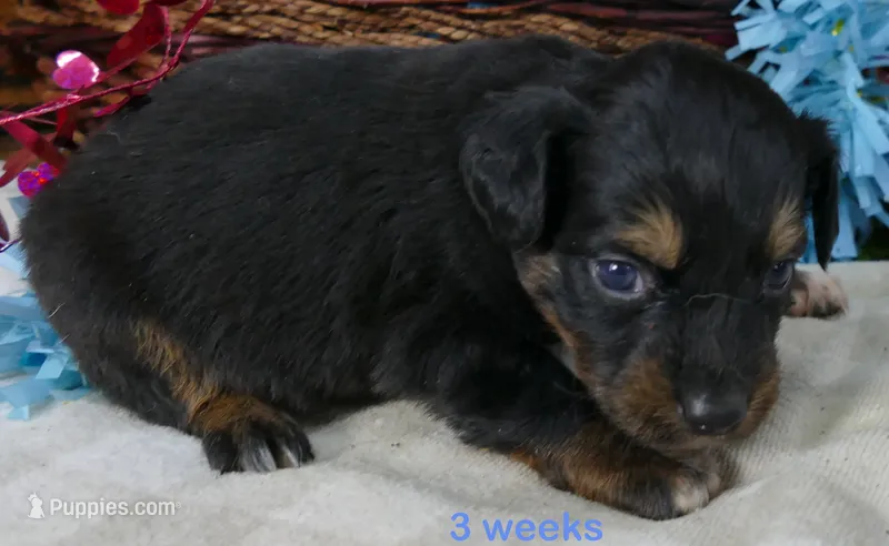 FR Rose BTM – Toy Australian Shepherd puppy for sale in Portland, OR