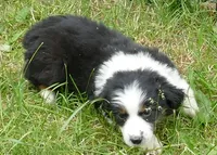 FR ROSE BTF, a female Miniature Australian Shepherd for sale in Portland, OR – 2 of 4