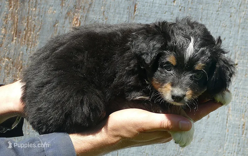 Lil starnight btm2 – Toy Australian Shepherd puppy for sale in Portland, OR