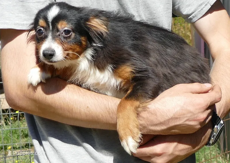 Lil Dustyrose BTM1 – Toy Australian Shepherd puppy for sale in Portland, OR
