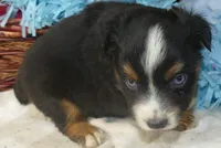 Rustybelle BTM3, a male Miniature Australian Shepherd for sale in Portland, OR – 4 of 4