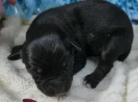dbreezetu btm, a male Miniature Australian Shepherd for sale in Portland, OR – Photo 2 of 2