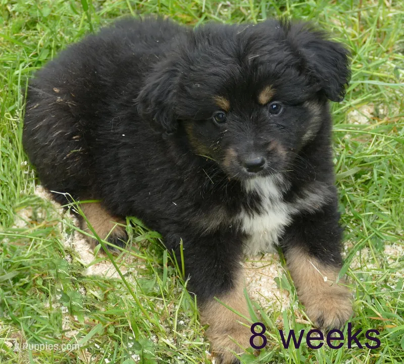 dbreezetu btm – Miniature Australian Shepherd puppy for sale in Portland, OR