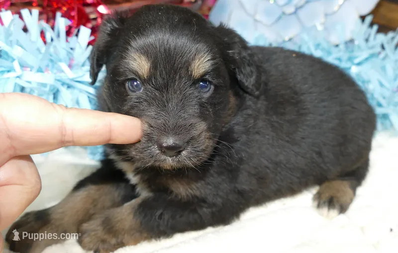 dbreezetu btm – Miniature Australian Shepherd puppy for sale in Portland, OR