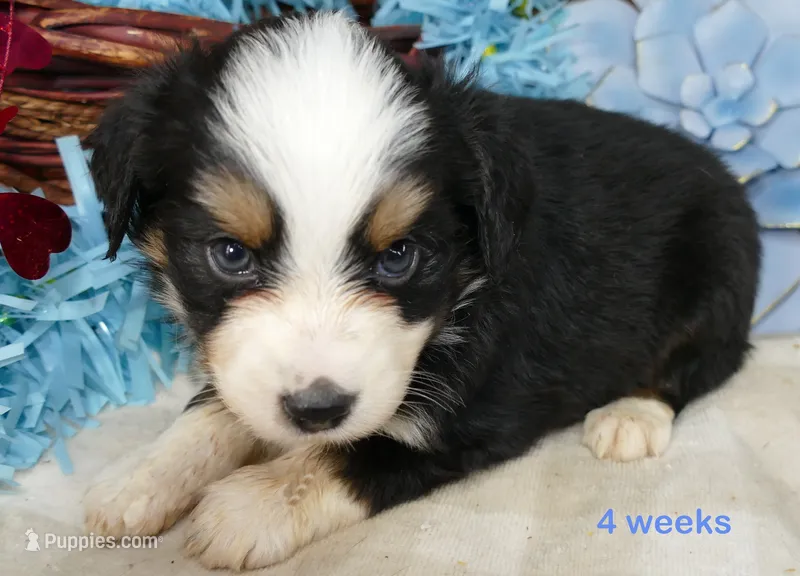 Lil Starb btm1 – Toy Australian Shepherd puppy for sale in Portland, OR