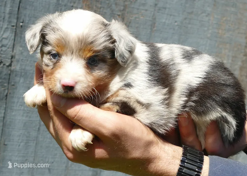 Lil trixeyblue bmf2 – Toy Australian Shepherd puppy for sale in Portland, OR