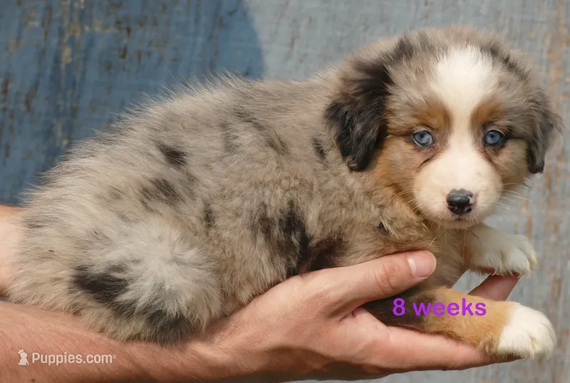 Grace-ci Bellle BMF2 – Miniature Australian Shepherd puppy for sale in Portland, OR