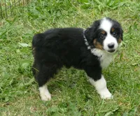 FR ROSE BTM, a male Toy Australian Shepherd for sale in Portland, OR – 2 of 4