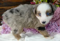 grace-ci belle bmf1, a female Miniature Australian Shepherd for sale in Portland, OR – Photo 1 of 3